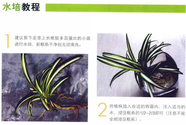 水培吊蘭怎么養才能長得好，這里有方法步驟還有圖解方法"