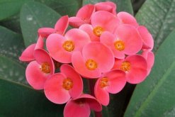 虎刺梅一年開幾次花，只要養護得當虎刺梅可以四季開花"