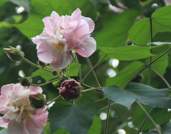 芙蓉花葉子黃了怎么辦，教你三種容易導(dǎo)致葉黃解決方法"