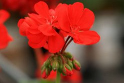 石臘紅怎么養，5步教你養好石臘紅"