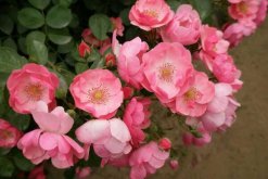 月季花品種介紹，最為主要的5個(gè)品種"