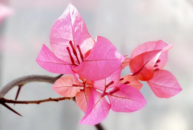 三角梅一年開幾次花，養護得當整年開花"