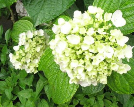 繡球花夏天可以扦插嗎，抑制生根、存活慢(不適宜)"