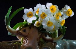 水仙花和蘭花區別，搞清這幾點不怕種錯"