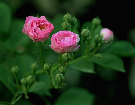 薔薇花的種植方法，盤點薔薇花七大種植方法"
