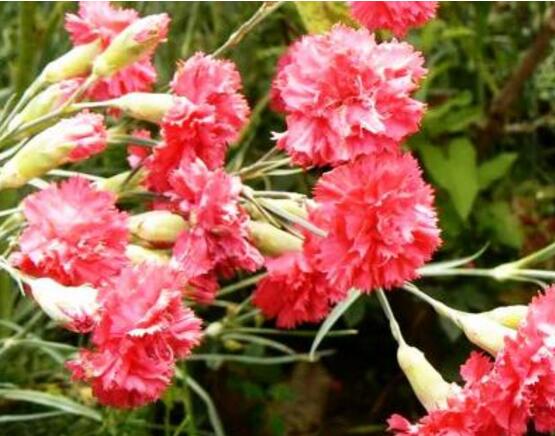 康乃馨一年開幾次花，一年只開一次花"