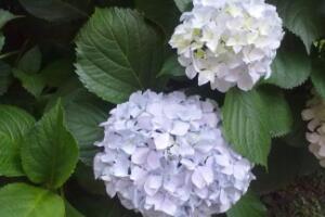 繡球花什么時候開花，繡球花一年開幾次花"