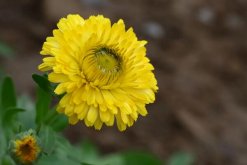 菊花怎樣種植與管理，4步即可完成菊花的種植"