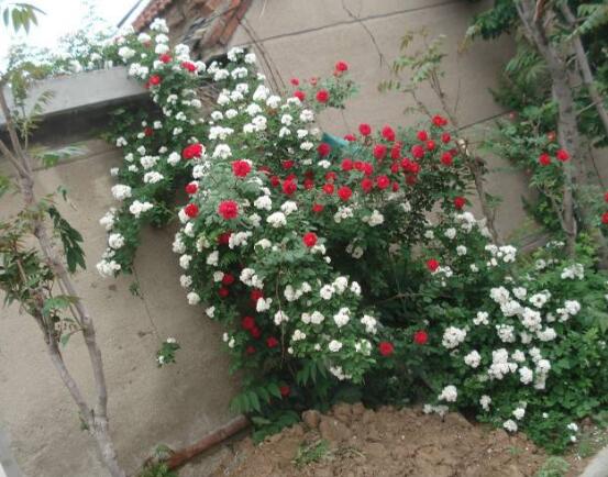 薔薇花蟲害及防治方法，薔薇花三種蟲害防治辦法"