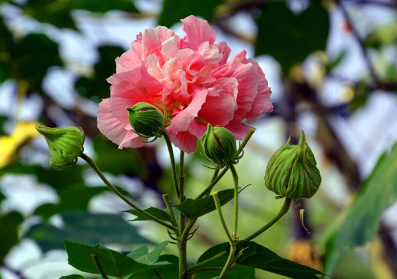 木芙蓉花的花語(yǔ)和傳說(shuō)，寓意著平凡中的高潔"