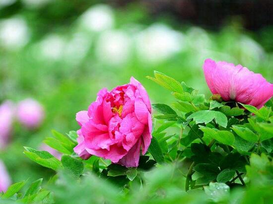 牡丹花怎么養(yǎng)，牡丹花養(yǎng)殖方法"