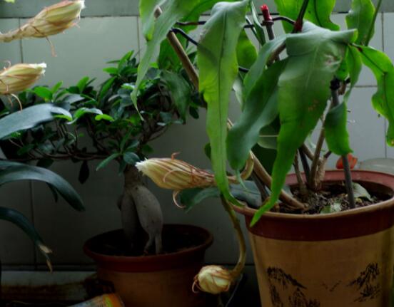 曇花的種植方法，教你最簡單五個步驟(存活率高)"