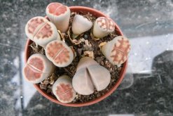 生石花夏天皺皺的怎么辦，可能是光照過強導致"