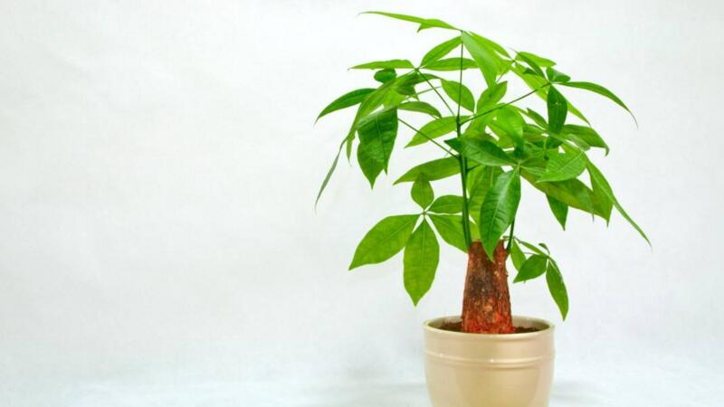 發(fā)財(cái)樹怎么澆水