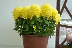 菊花的矮化方法，4步教你控制菊花的高度"