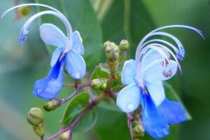 仙客來(lái)花語(yǔ)及寓意，不同顏色仙客來(lái)花語(yǔ)含義"