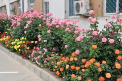 月季花的花期怎么護(hù)理，花期養(yǎng)護(hù)的4大要點(diǎn)"