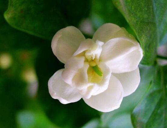 茉莉花怎么澆水，茉莉花澆水方法"