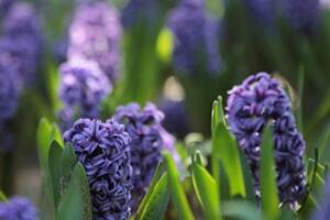 風信子一年開幾次花，開一次花在每年2~3月之間"