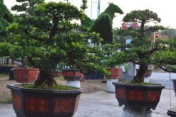 羅漢松的養殖方法，以下6步是關鍵"
