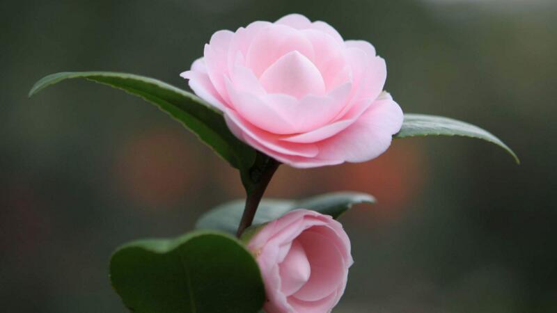 山茶花花語"