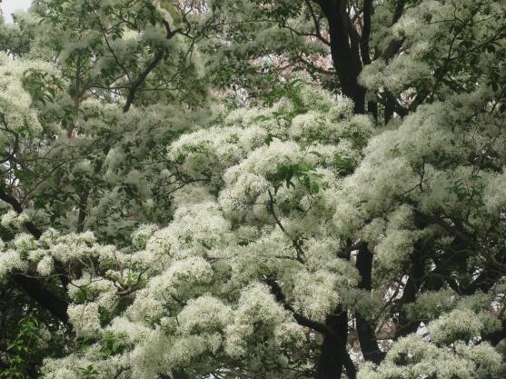 六月雪的功效與作用，細(xì)數(shù)六月雪七大功效與作用"