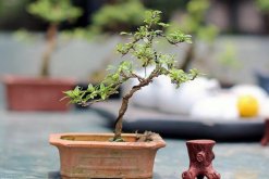盆栽六月雪不吉利嗎，六月雪放在家里對風水沒有影響"