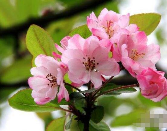海棠花開花時間，每年4-5月含苞綻放(春季)"
