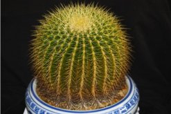 金虎仙人球變黃怎么辦，多半是澆水、溫度、光照三個方面沒做好"
