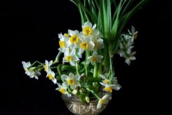 水仙開花后怎么處理，這樣做可以年年開花"