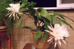 曇花對(duì)室內(nèi)家居的影響，觀(guān)賞以及凈化最突出