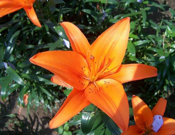 百合花種子怎么繁殖，播種繁殖存活率最高(養(yǎng)殖三年開花)"