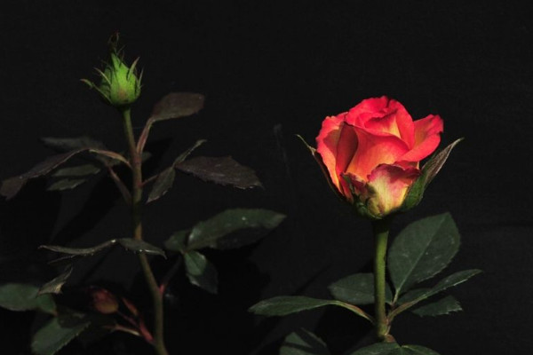 圣誕節送什么花，玫瑰花/圣誕百合/勿忘我/康乃馨"