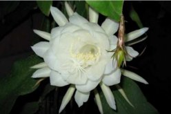 曇花種子怎么種，曇花種子的種植步驟詳解"