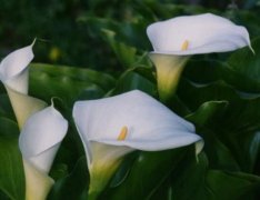 馬蹄蓮怎么養(yǎng)，馬蹄蓮的養(yǎng)殖方法及注意事項"