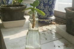 燕子掌能水培嗎，可以水培并且養護起來非常簡單"
