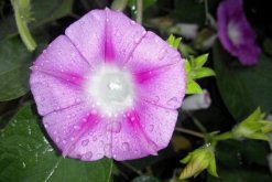 牽牛花開花時(shí)間，5~10月開花"