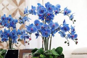蝴蝶蘭怎么養(yǎng)才能開花，蝴蝶蘭的養(yǎng)殖方法"