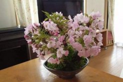 櫻花種子種植方法，5步完成櫻花的種植"