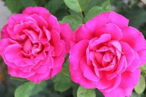 月季花的花語是什么，不同顏色月季花的寓意"