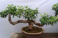 桂花樹冬天為什么會(huì)掉葉子，溫度過低、光照不足"