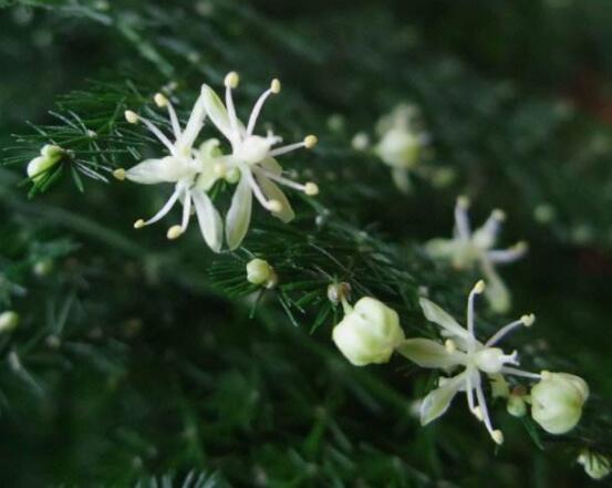 文竹開花嗎，每年9-10月間盛放(和睦美滿)"