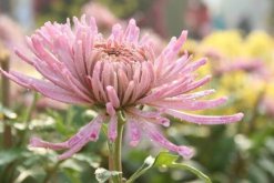 菊花葉子變黑怎么回事，可能是感染了褐斑病"