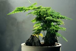 文竹冬天怎么澆水，保持土壤偏干燥即可"