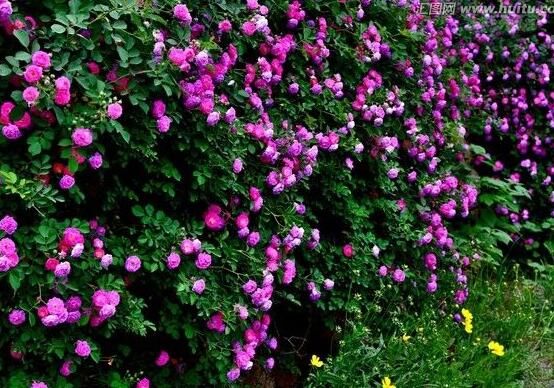 薔薇花的冬季怎么養，薔薇花的冬季養殖方法"