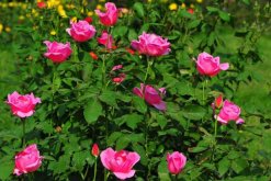 薔薇花和月季花的區別，細數薔薇花和月季花的不同之處"