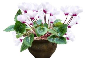 仙客來(lái)盆栽注意什么，盆栽仙客來(lái)養(yǎng)護(hù)方法"