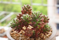 虹之玉和玉米石的區別，高度、花朵、習性、分布不同"