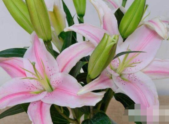 香水百合種植技術(shù)，土壤種球消毒/種入土深8-10厘米"