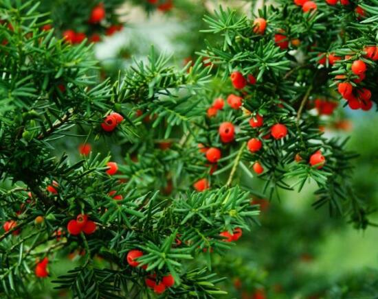 紅豆杉用什么土栽培好，疏松透氣、保水保肥"